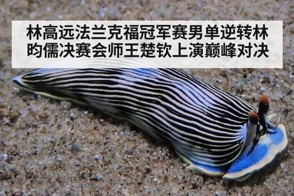 林高远法兰克福冠军赛男单逆转林昀儒决赛会师王楚钦上演巅峰对决